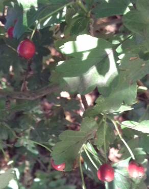 Fotografia 16 da espécie Crataegus monogyna no Jardim Botânico UTAD