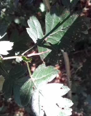 Fotografia 18 da espécie Crataegus monogyna no Jardim Botânico UTAD