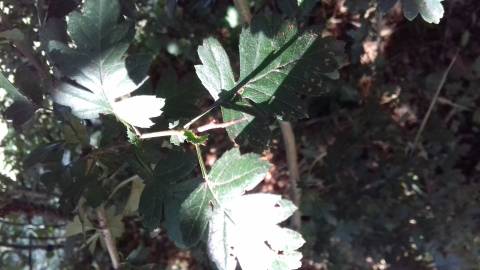 Fotografia da espécie Crataegus monogyna