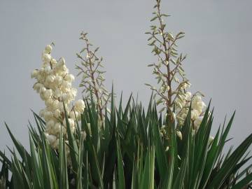 Fotografia da espécie Yucca gloriosa