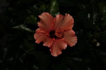 Fotografia da espécie Hibiscus syriacus