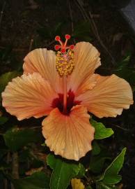 Fotografia da espécie Hibiscus syriacus