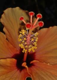 Fotografia da espécie Hibiscus syriacus