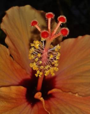 Fotografia 24 da espécie Hibiscus syriacus no Jardim Botânico UTAD