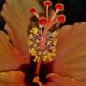 Fotografia 24 da espécie Hibiscus syriacus do Jardim Botânico UTAD