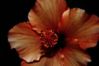 Fotografia da espécie Hibiscus syriacus