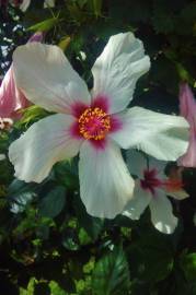 Fotografia da espécie Hibiscus syriacus