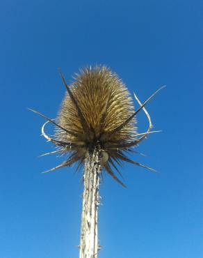 Fotografia 17 da espécie Dipsacus fullonum no Jardim Botânico UTAD