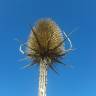 Fotografia 17 da espécie Dipsacus fullonum do Jardim Botânico UTAD