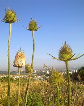 Fotografia 18 da espécie Dipsacus fullonum no Jardim Botânico UTAD