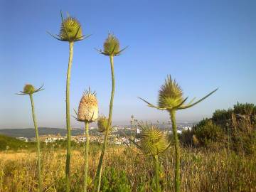 Fotografia da espécie Dipsacus fullonum