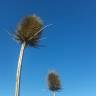 Fotografia 19 da espécie Dipsacus fullonum do Jardim Botânico UTAD