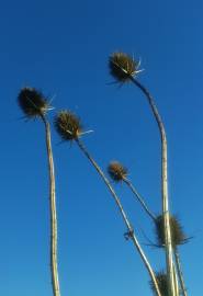 Fotografia da espécie Dipsacus fullonum