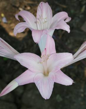 Fotografia 19 da espécie Amaryllis belladonna no Jardim Botânico UTAD