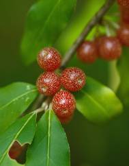 Elaeagnus umbellata