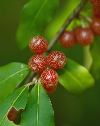 Fotografia de capa Elaeagnus umbellata - do Jardim Botânico