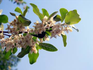 Fotografia da espécie Elaeagnus umbellata