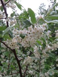 Fotografia da espécie Elaeagnus umbellata