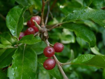 Fotografia da espécie Elaeagnus umbellata