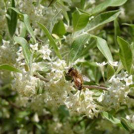 Fotografia da espécie Elaeagnus umbellata