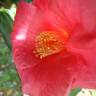 Fotografia 8 da espécie Camellia japonica var. japonica do Jardim Botânico UTAD
