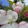 Fotografia 14 da espécie Malus domestica do Jardim Botânico UTAD