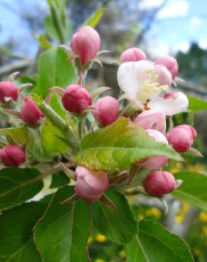 Fotografia 15 da espécie Malus domestica no Jardim Botânico UTAD