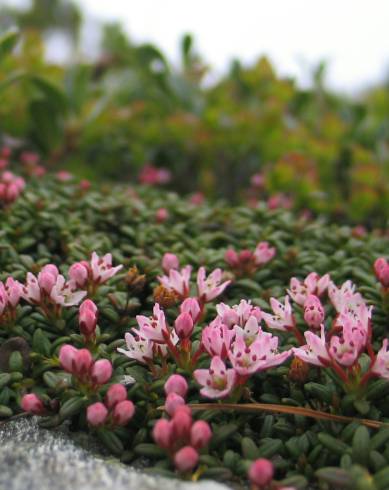 Fotografia de capa Loiseleuria procumbens - do Jardim Botânico