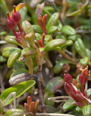 Fotografia 6 da espécie Loiseleuria procumbens no Jardim Botânico UTAD