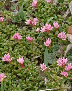 Fotografia 7 da espécie Loiseleuria procumbens no Jardim Botânico UTAD