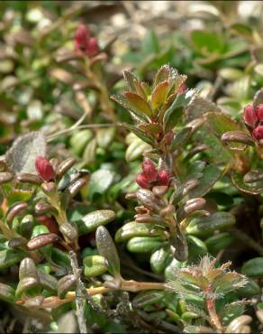 Fotografia 8 da espécie Loiseleuria procumbens no Jardim Botânico UTAD