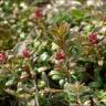 Fotografia 8 da espécie Loiseleuria procumbens do Jardim Botânico UTAD