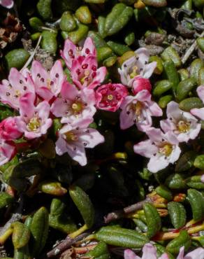 Fotografia 9 da espécie Loiseleuria procumbens no Jardim Botânico UTAD