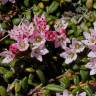 Fotografia 9 da espécie Loiseleuria procumbens do Jardim Botânico UTAD