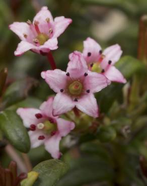 Fotografia 10 da espécie Loiseleuria procumbens no Jardim Botânico UTAD