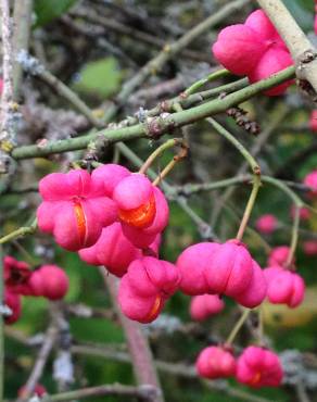 Fotografia 8 da espécie Euonymus europaeus no Jardim Botânico UTAD