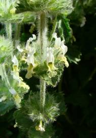 Fotografia da espécie Sideritis hirsuta subesp. hirsuta