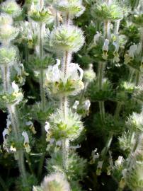Fotografia da espécie Sideritis hirsuta subesp. hirsuta