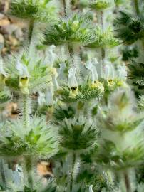 Fotografia da espécie Sideritis hirsuta subesp. hirsuta