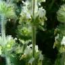 Fotografia 5 da espécie Sideritis hirsuta subesp. hirsuta do Jardim Botânico UTAD