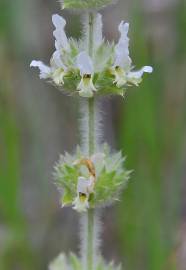 Fotografia da espécie Sideritis hirsuta subesp. hirsuta