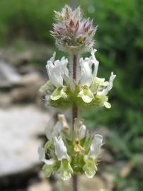 Fotografia da espécie Sideritis hirsuta subesp. hirsuta