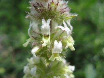 Fotografia da espécie Sideritis hirsuta subesp. hirsuta