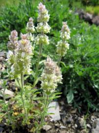 Fotografia da espécie Sideritis hirsuta subesp. hirsuta