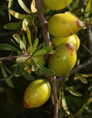 Argania spinosa