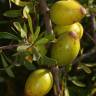 Fotografia 1 da espécie Argania spinosa do Jardim Botânico UTAD