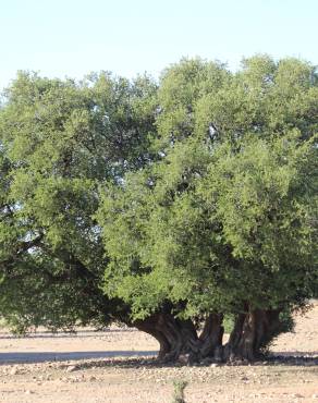 Fotografia 4 da espécie Argania spinosa no Jardim Botânico UTAD