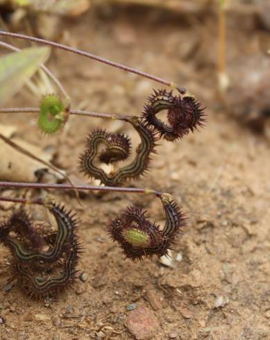 Fotografia de capa Scorpiurus sulcatus - do Jardim Botânico