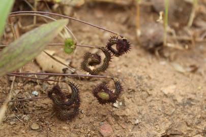 Fotografia da espécie Scorpiurus sulcatus