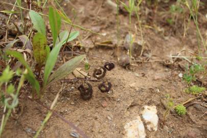 Fotografia da espécie Scorpiurus sulcatus